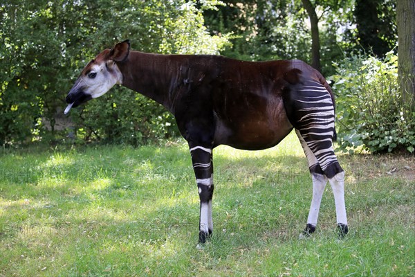 Okapi