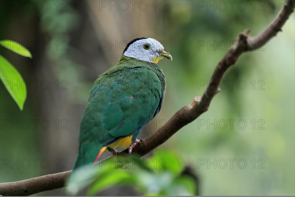 Black-naped fruit dove