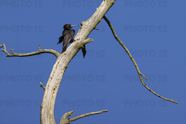 Black woodpecker