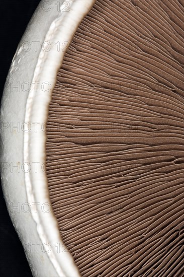 Close-up of the brown lamellae of a horse mushroom