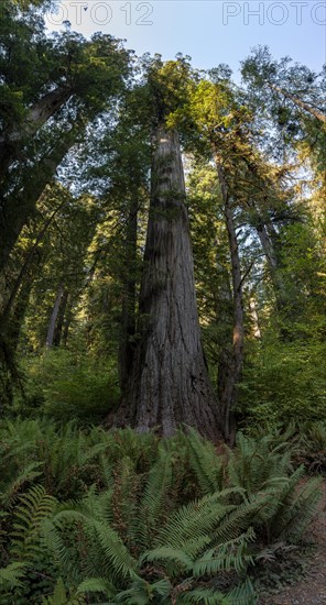 Coast redwoods