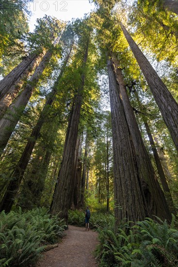 Hiker on trail through forest with coast redwoods