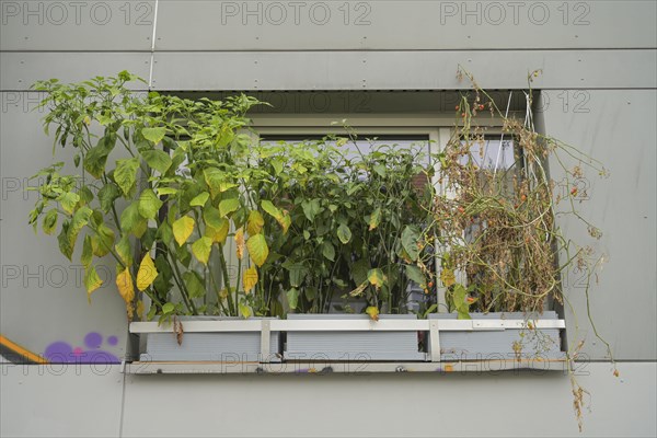 Overgrown balcony