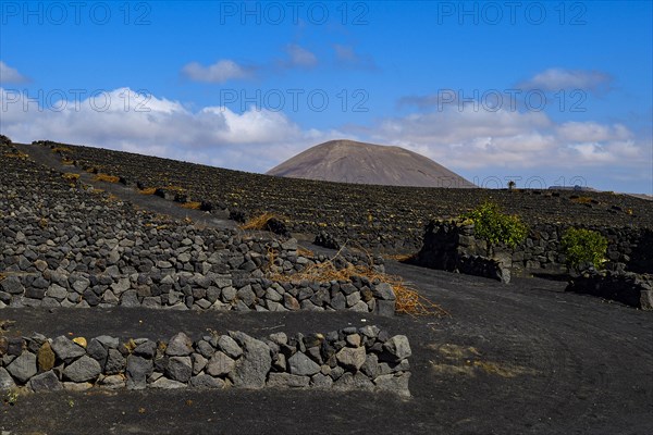 Walls of lava rock on the estate of Bodega El Grifo