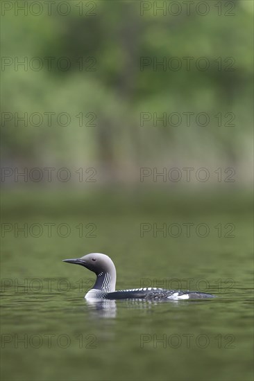 Black-throated loon