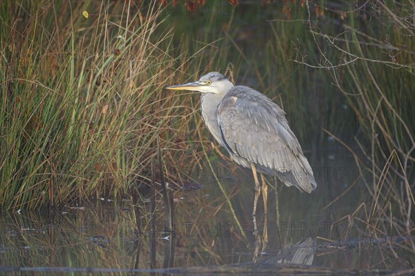 Grey heron