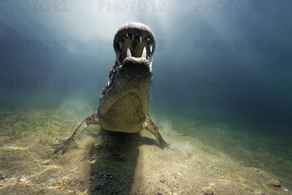 Pointed crocodile