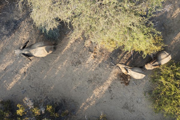 African Elephant