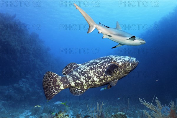 Atlantic goliath grouper