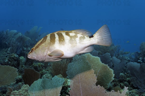 Nassau grouper