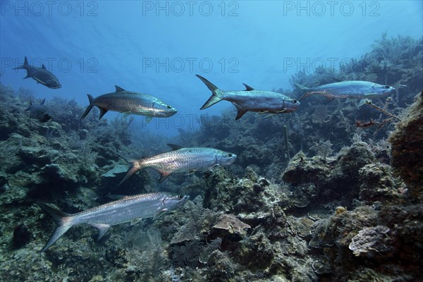 Shoal of atlantic tarpon