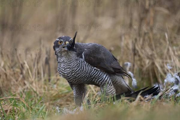 Northern goshawk