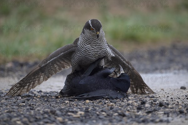 Northern goshawk