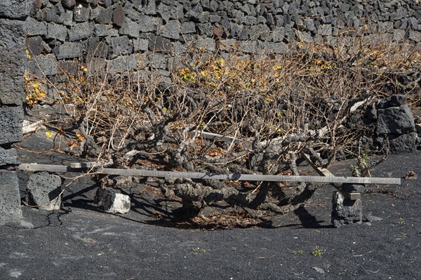 Vines with walls of lava rock