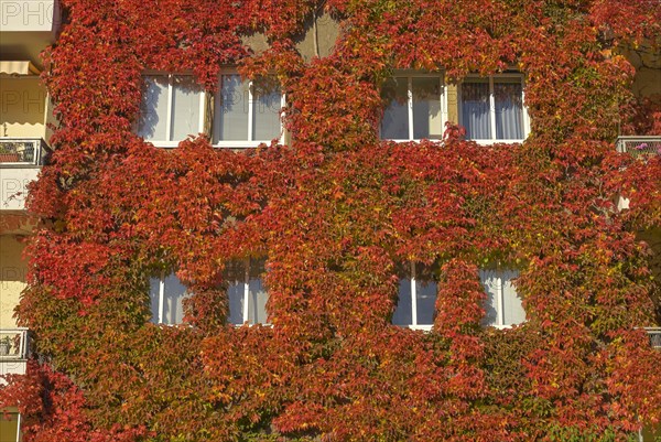 Autumn foliage