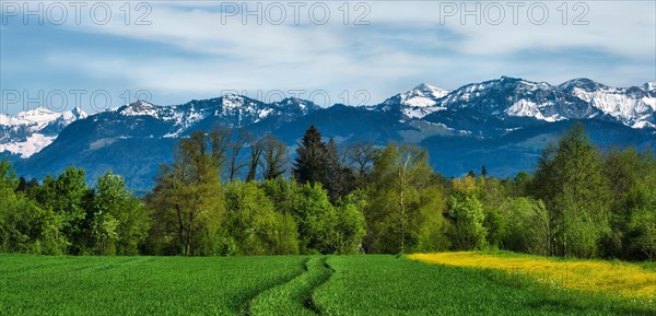 Bright green spring fields and trees