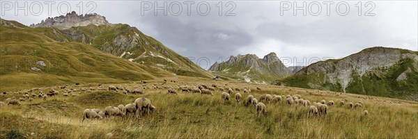 Flock of sheep near Valloire