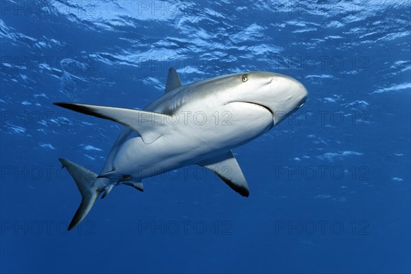 Caribbean reef shark