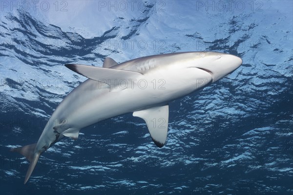 Silky shark