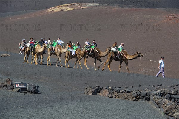 Tourists riding dromedaries in Timanfaya National Park