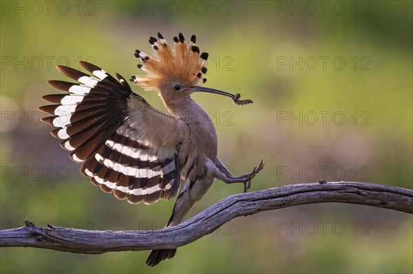 Hoopoe