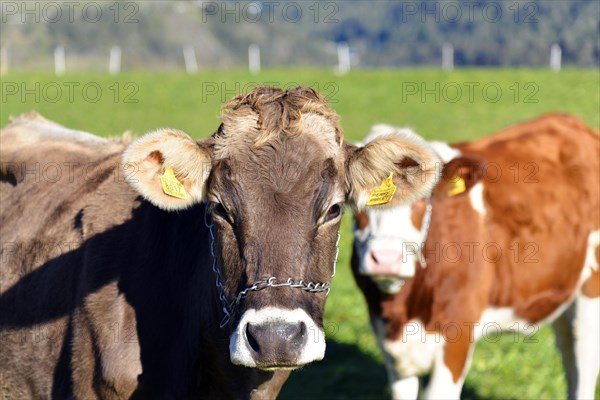 Female domestic cattles