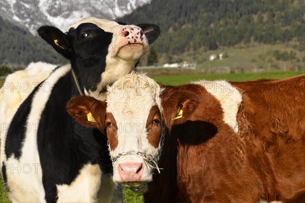 Female domestic cattles