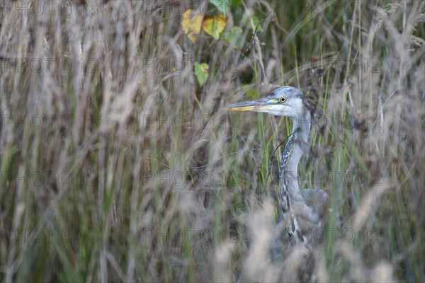 Grey heron