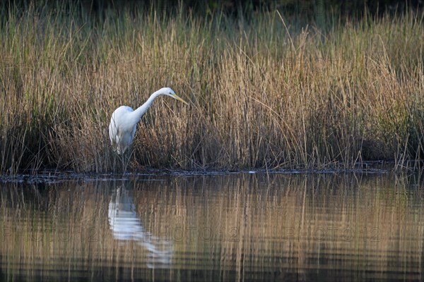 Great egret