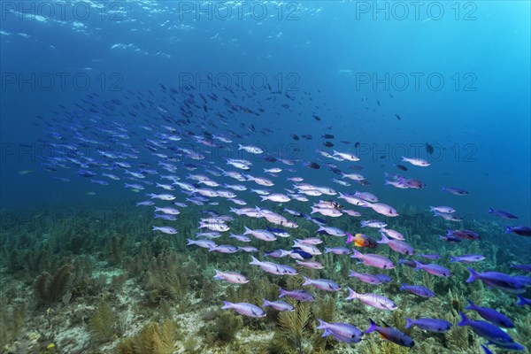 Shoal of barracuda waitin boy