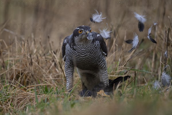 Northern goshawk