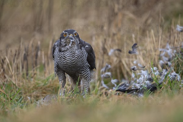 Northern goshawk