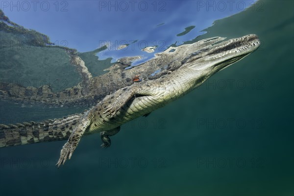 Pointed crocodile