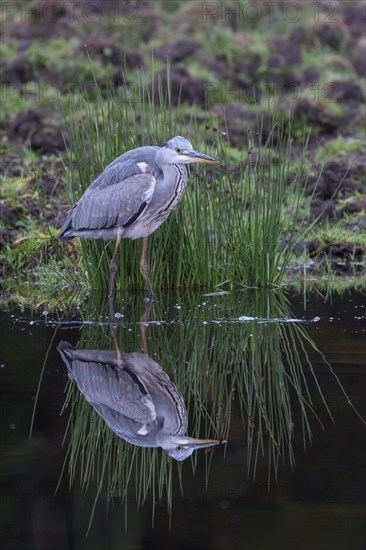 Grey heron