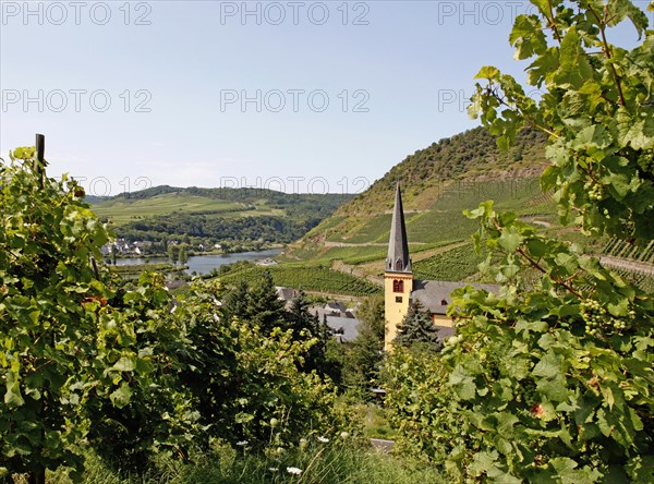 Senheim near Cochem Moselle St. Katharina Vineyards Hunsrueck