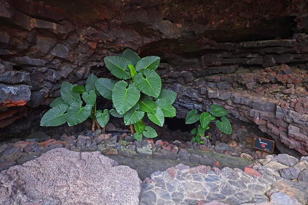 Exit of Cueva de los Verdes