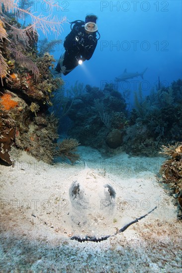 Diver looking at southern stingray