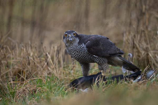 Northern goshawk