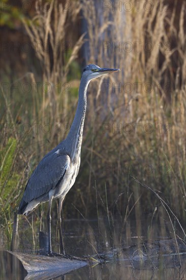 Grey heron