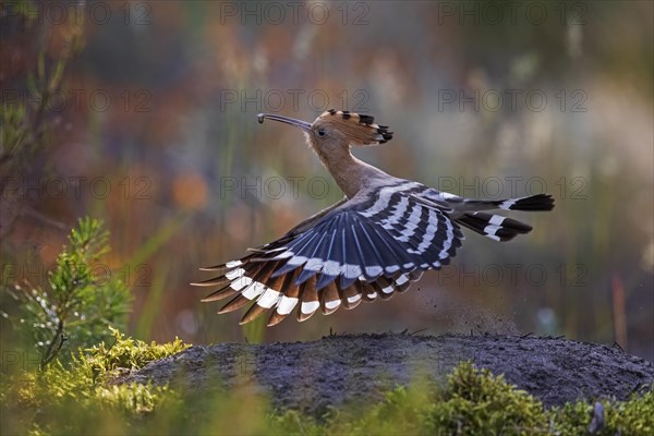 Hoopoe