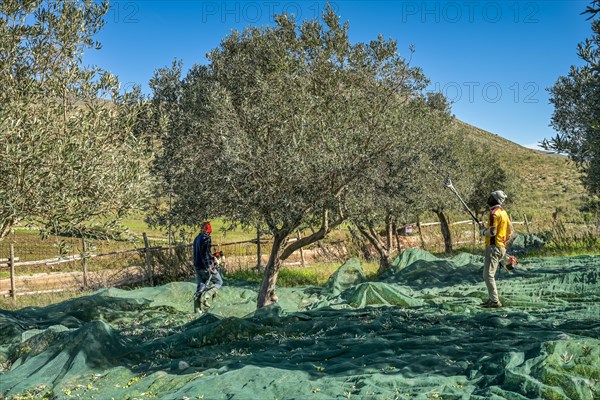 Olive harvest near Custonaci