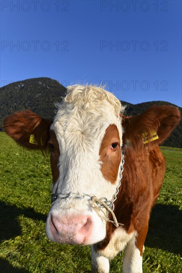 Female domestic cattles