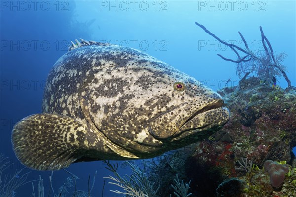 Atlantic goliath grouper