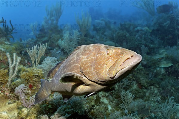 Tiger grouper