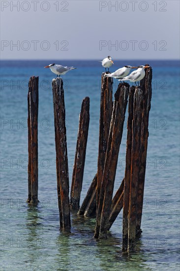 Royal tern