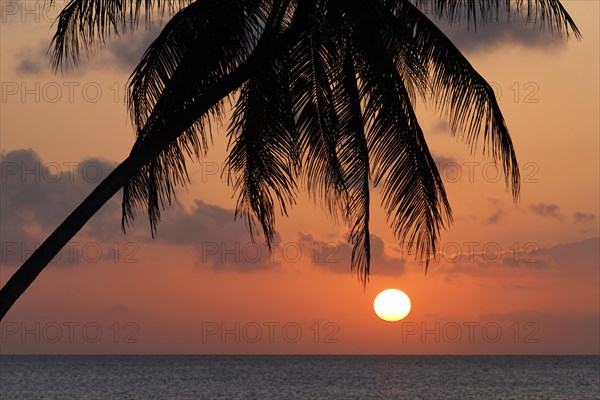 Silhouette of palm tree in the sunset over the sea