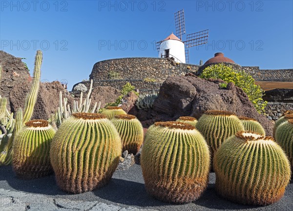 Jardin de Cactus