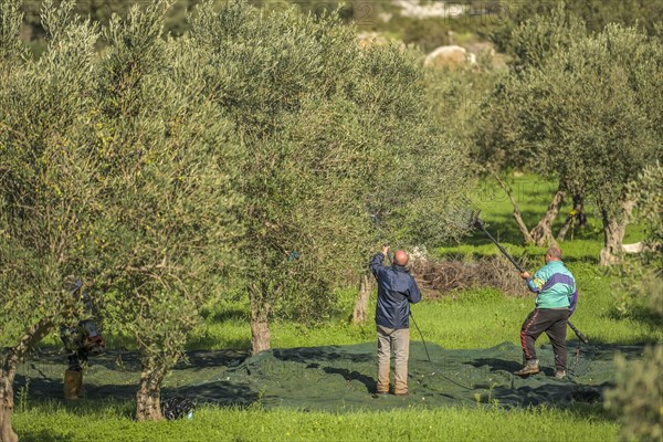 Olive harvest near Custonaci