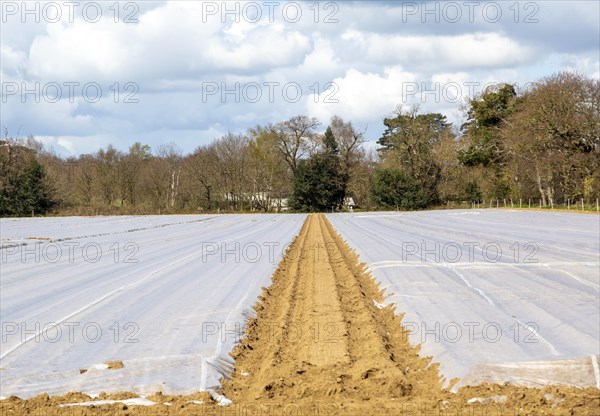 Fleecing covering field early potato crop protection against frost