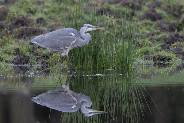 Grey heron